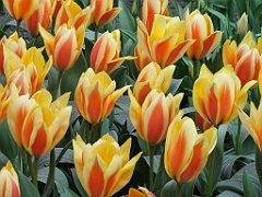 tulipsNL (175)